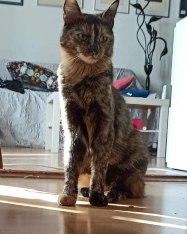 Missing Cat - Aue-Bad Schlema