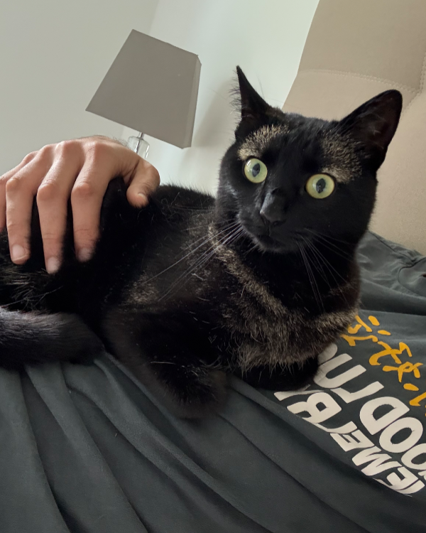 Found Cat - Gudensberg