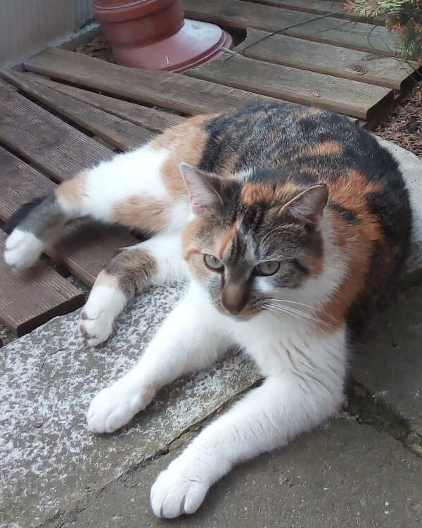 Missing Cat - Weddersleben