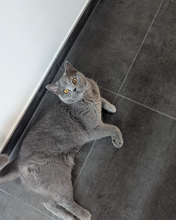 Missing Cat - Bergkamen