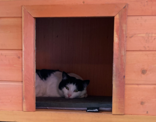 Missing Cat - Ahlerstedt Ahrensmoor-osr