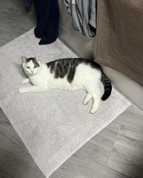 Missing Cat - Zschortau