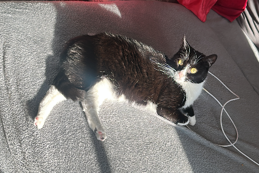 Missing Cat - Köthen (Anhalt)