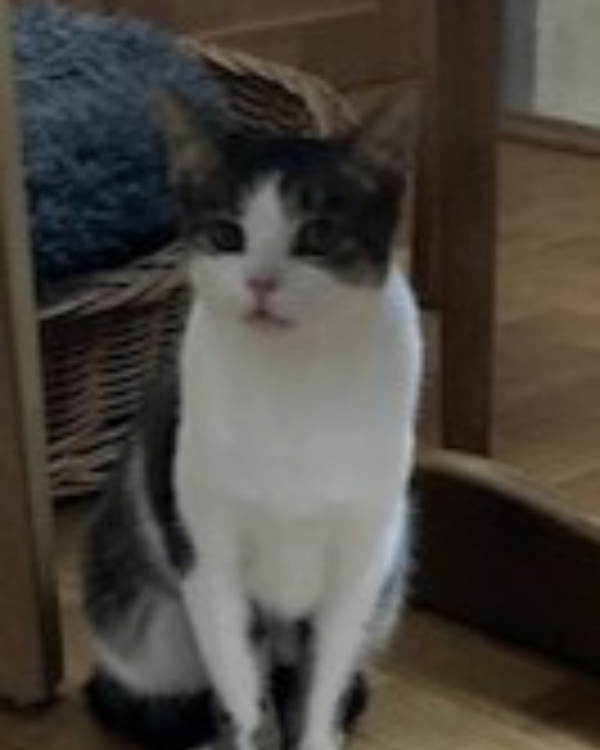 Found Cat - Waiblingen