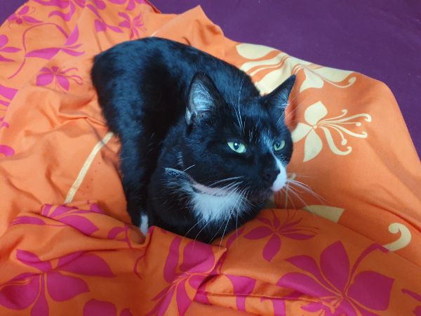 Found Cat - Sandersdorf-Brehna