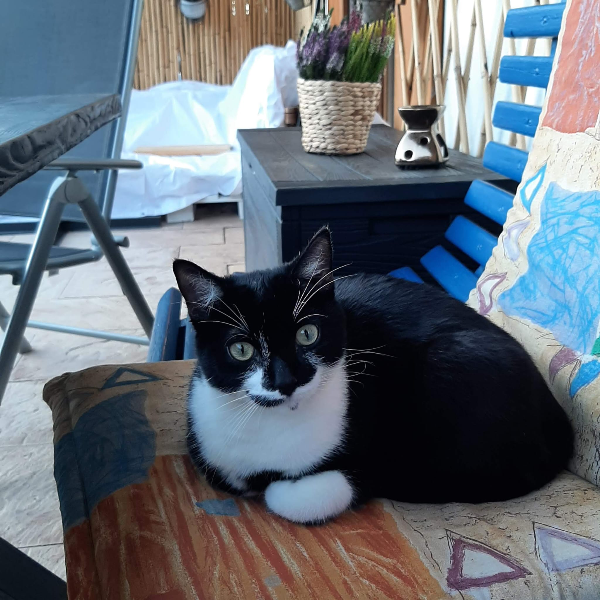 Found Cat - 82441 Ohlstadt