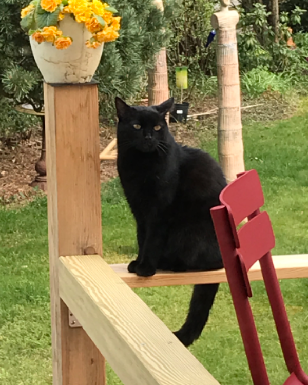 Missing Cat - Alteglofsheim, Fasanenweg 1