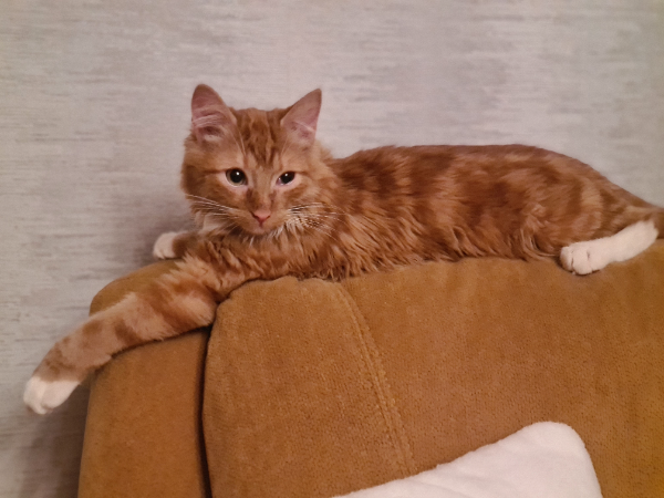 Missing Cat - Kyffhäuserland