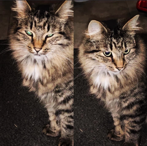 Missing Cat - Krummhörn