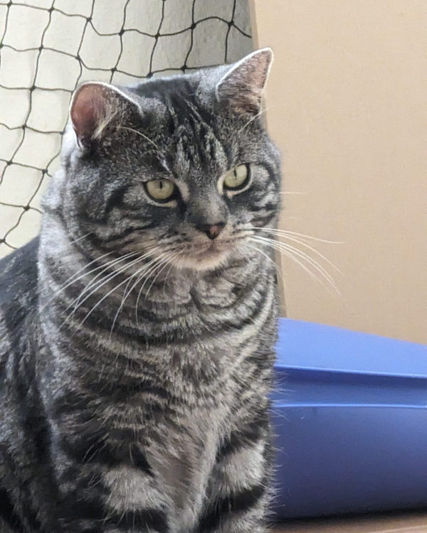 Missing Cat - Mittweida 