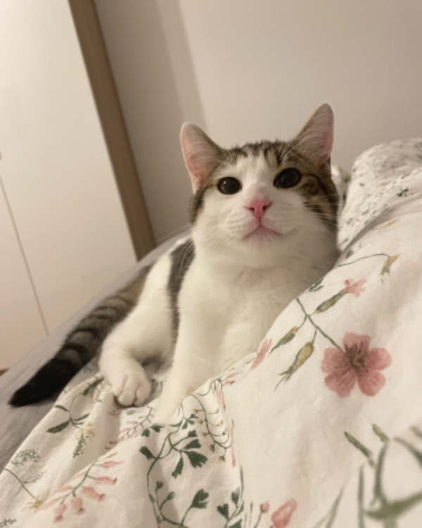 Missing Cat - Bad Homburg vor der Höhe