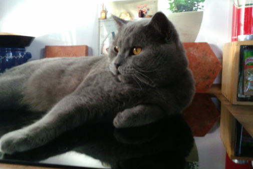 Missing Cat - 18182 Bentwisch OT Klein Kussewitz