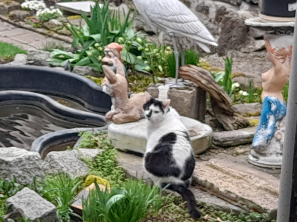 Found Cat - Tannroda