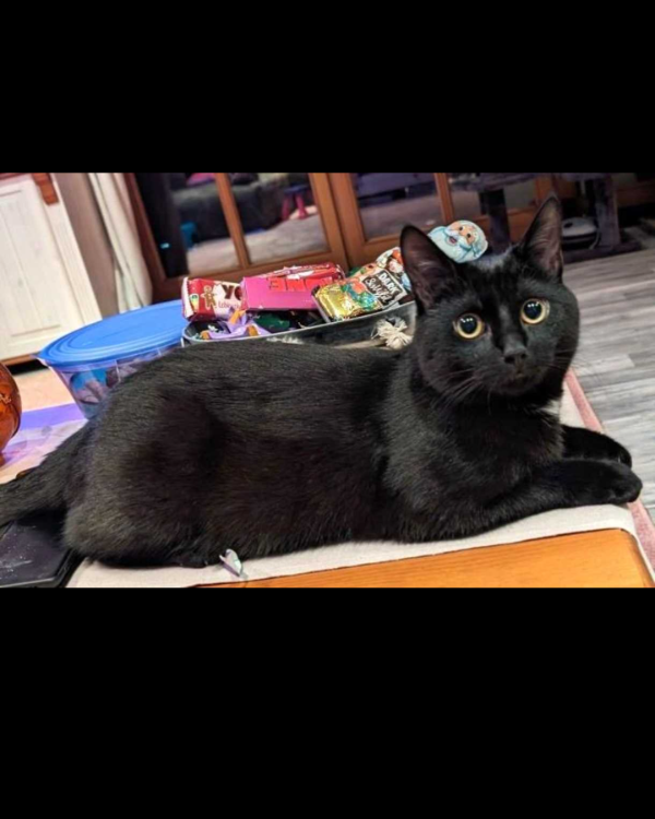 Missing Cat - Heeslingen