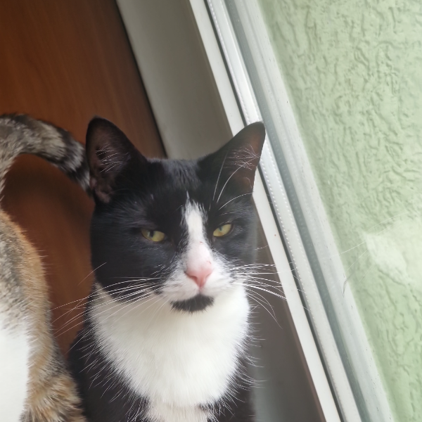 Missing Cat - Havelberg