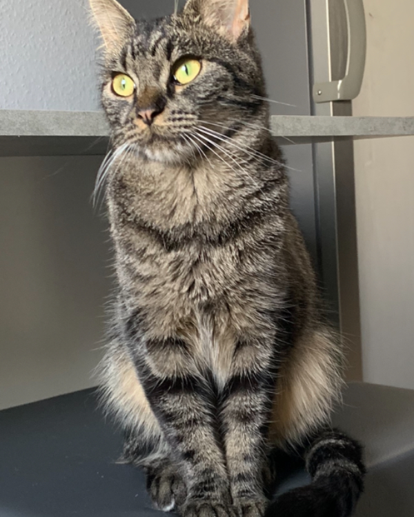 Found Cat - Northeim