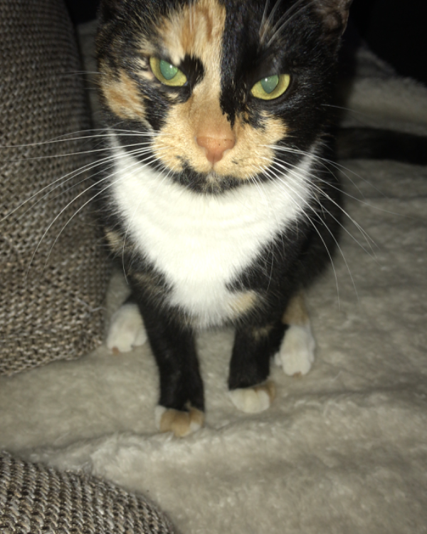 Missing Cat - Schmalkalden