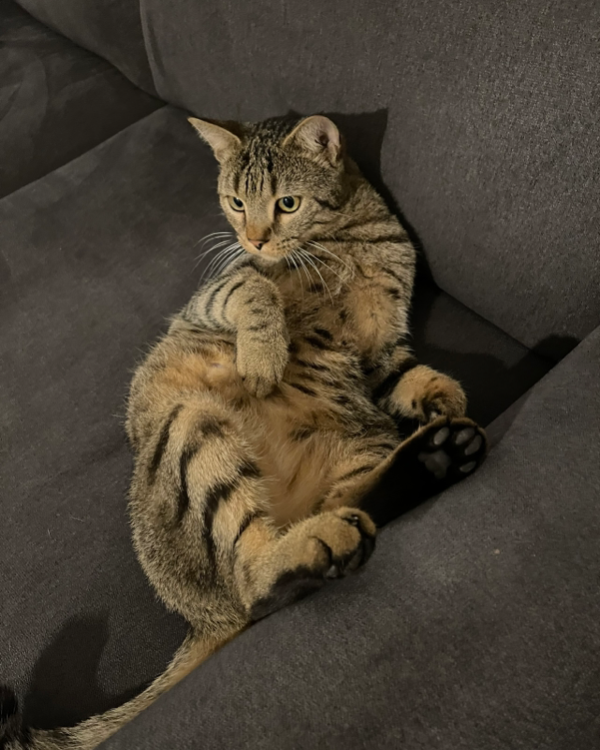 Missing Cat - Seefeld in Tirol