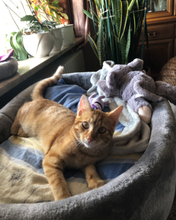 Found Cat - Grömitz