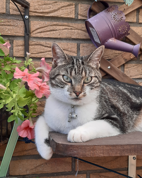 Missing Cat - Berlin