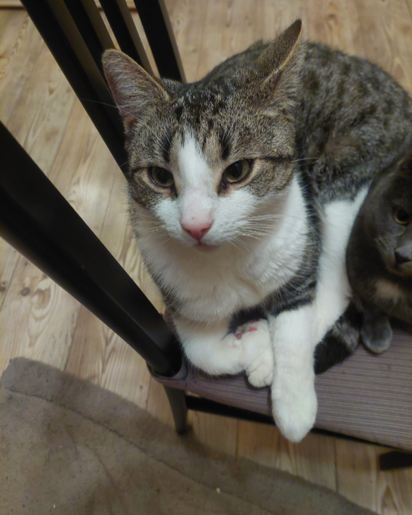 Missing Cat - Tarnow