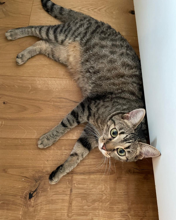 Missing Cat - Kirchheim