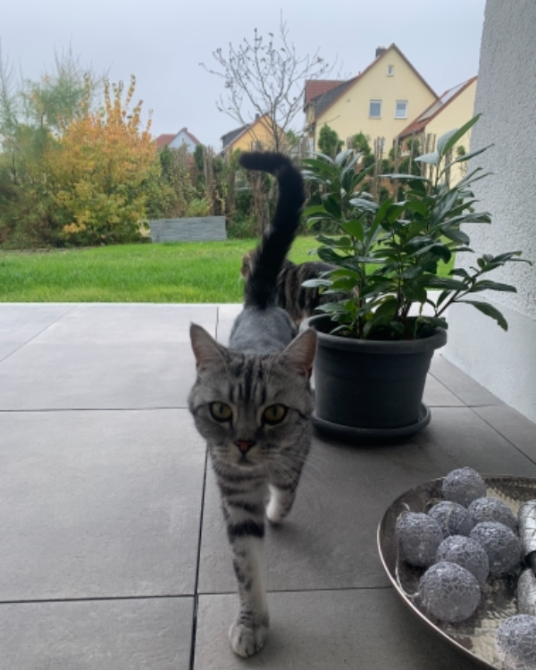 Missing Cat - Herrieden