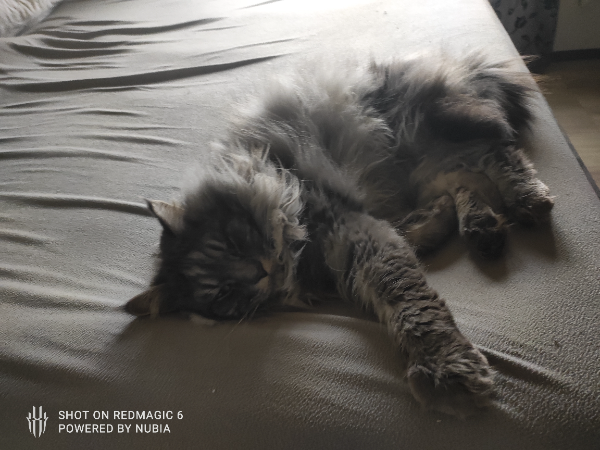 Missing Cat - Frielendorf