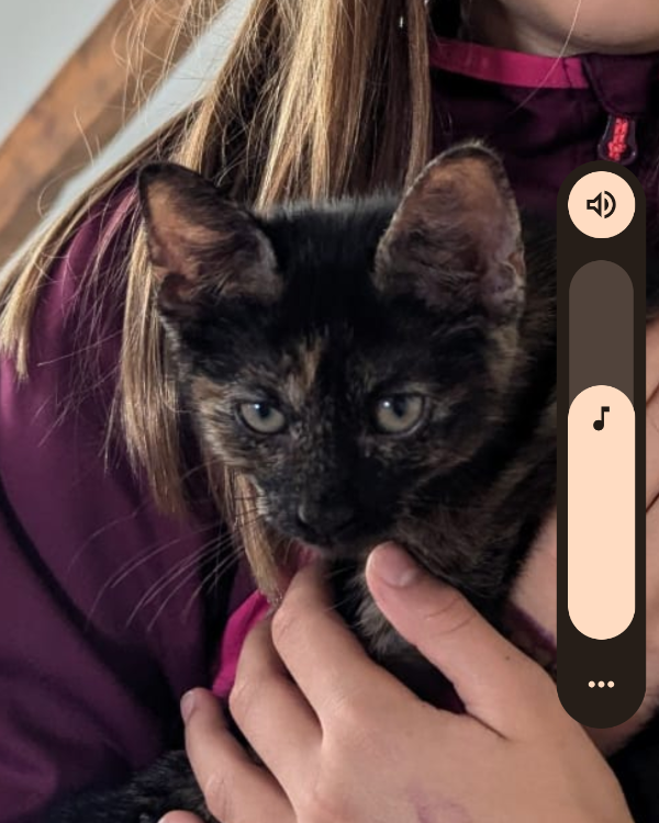 Missing Cat - Rostock