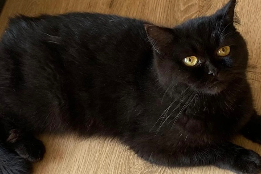 Missing Cat - Eggenfelden