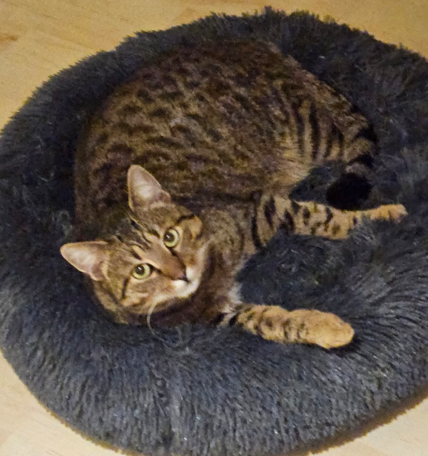 Missing Cat - Saal an der Donau