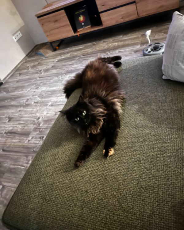 Missing Cat - Ostertimke 