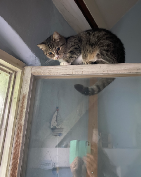 Missing Cat - Storkow (Mark)