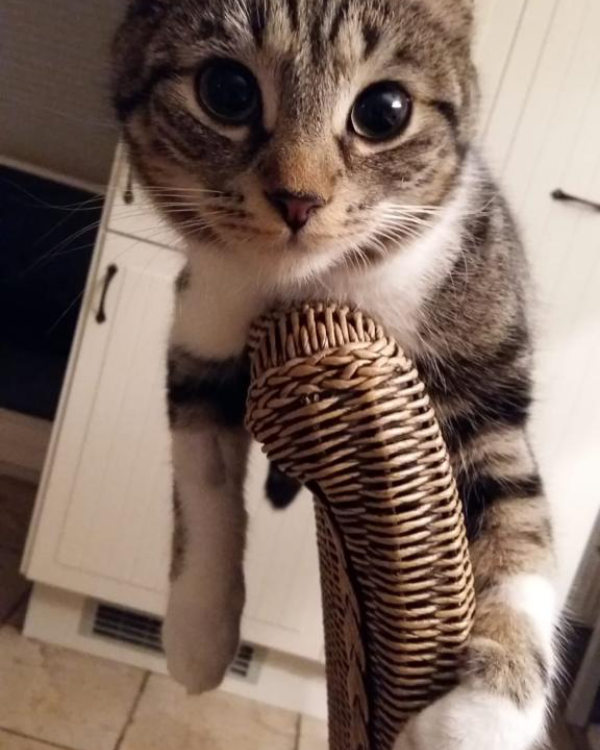 Missing Cat - Frankfurt (Oder)