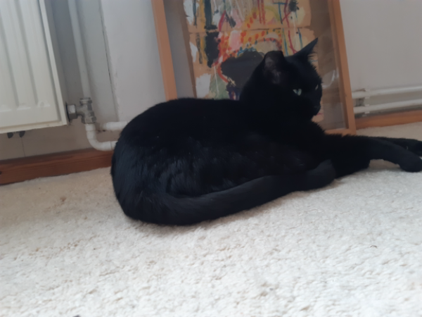 Missing Cat - Oberbarnim