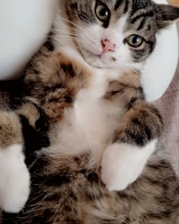 Missing Cat - Lüneburg