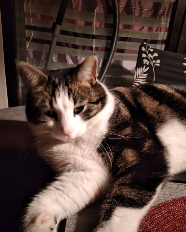 Missing Cat - Nesselwang