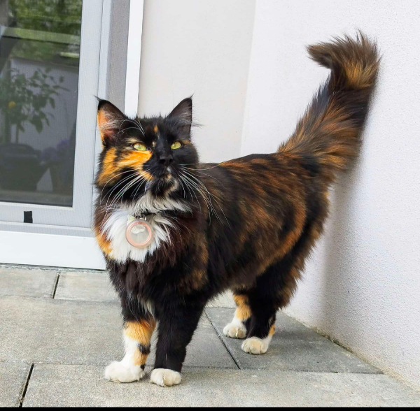 Missing Cat - Wittichenau