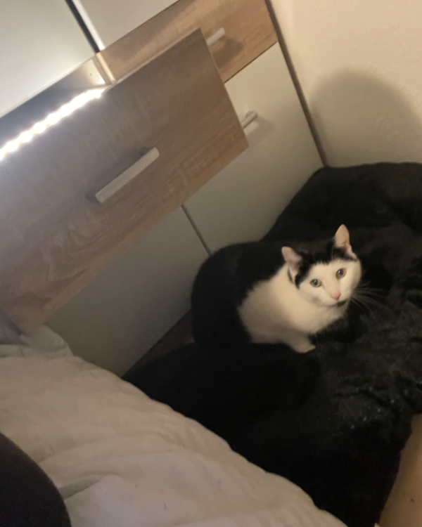 Missing Cat - Murnau am Staffelsee