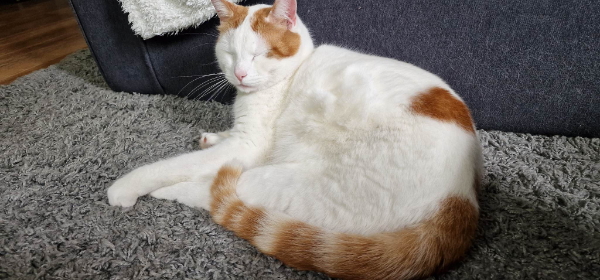 Missing Cat - Hermsdorf