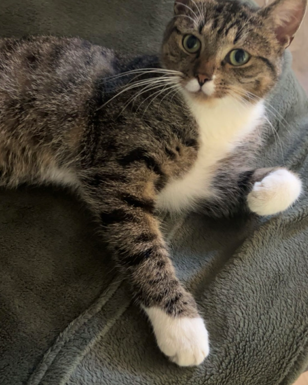 Missing Cat - Dippoldiswalde