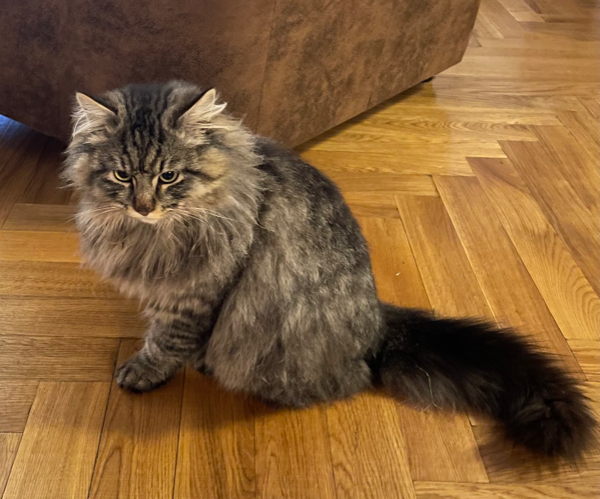 Found Cat - Bernburg 200€ Finderlohn