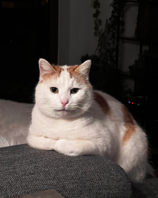 Missing Cat - Fischen im Allgäu