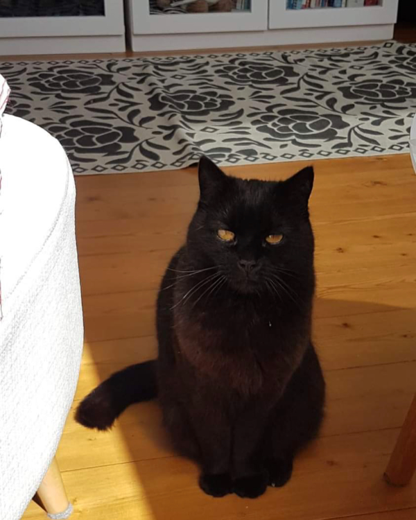 Missing Cat - Höxter