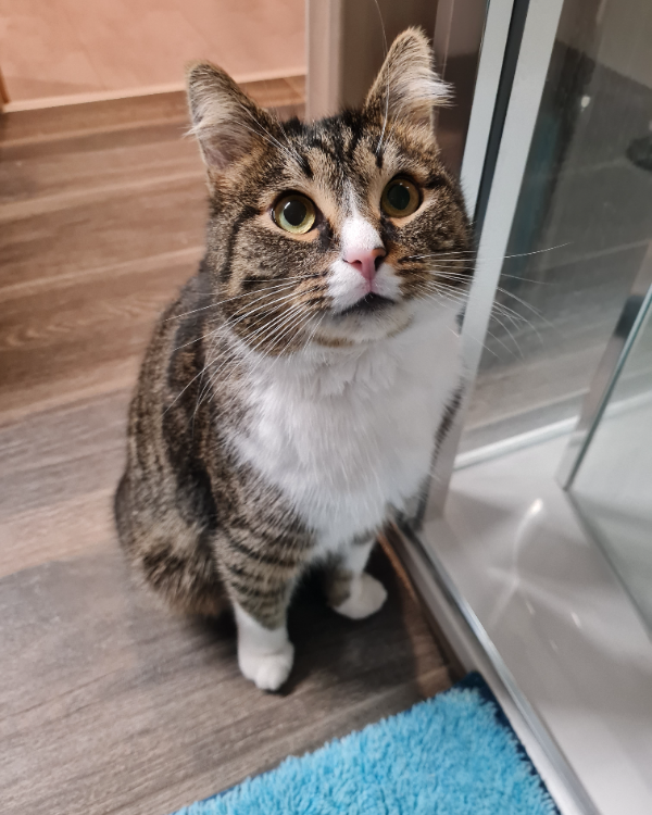 Found Cat - Neugersdorf