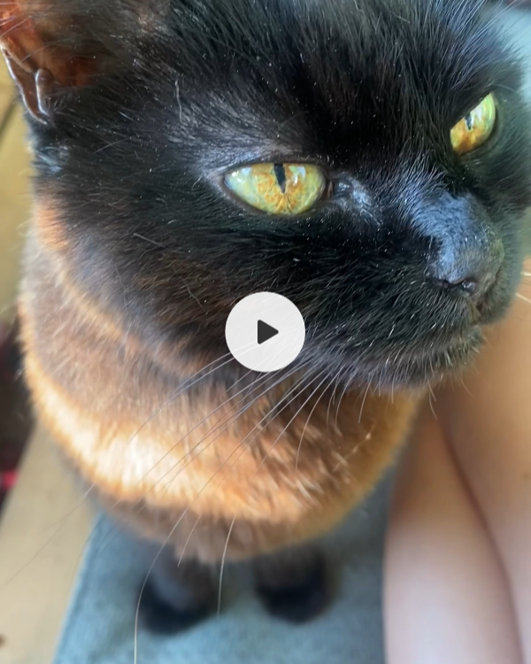 Missing Cat - Unknown