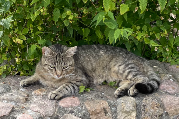 Missing Cat - Born am Darß