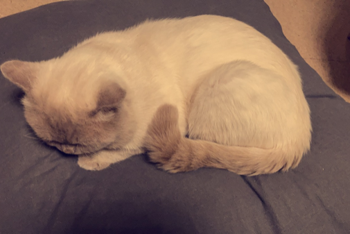 Missing Cat - Tangerhütte