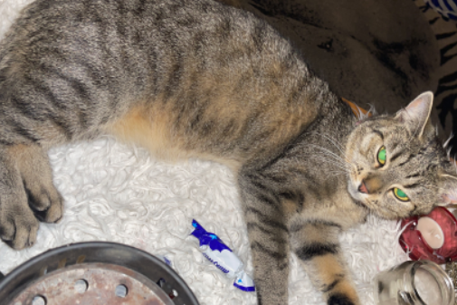 Missing Cat - Mölln