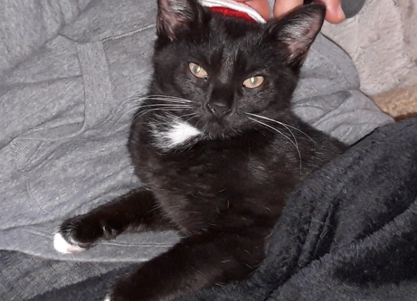 Missing Cat - Ziltendorf